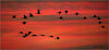 cranessunrise1.jpg