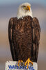 2449 Waterfowl Hunting_1200.jpg