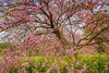 _DSC2580-Edit.jpg