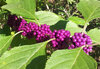 American Beautiberry.jpg