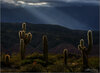 backlit1.jpg
