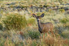 _DSC0664.jpg