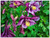 i15P_FFColumbines041626.jpg