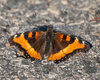 T2608226.jpg
