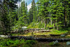 forestview.jpg