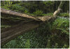 Fallen Tree.jpg