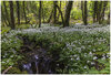 Forest pool.jpg