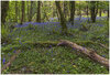 Bluebells.jpg