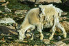 sheep.jpg