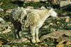sheep-2.jpg
