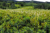 crested butte3.jpg