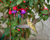 6767 Humminghbird and Fuchsia_1200.jpg