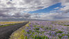 LRCC_sRGB_FW_TAP38995.jpg
