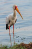 7065 Yellow-Billed Stork_1200.jpg