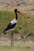 4790 Saddle-Billed Stork_1200.jpg