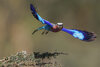 1048 Roller in Flight_1200.jpg