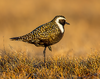American Golden Plover in Golden Hour.png