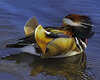 Mandarin Duck resting II.jpg