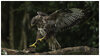 Buzzard Landing.jpg