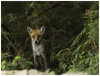 fox teen.jpg