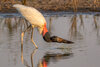 Jabiru-06864-Edit.jpg