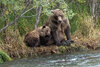 Brown Bear and cub DSC04329.jpg