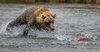 Brown Bear DSC05308.jpg