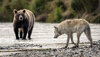 Bear and wolf DSC03449.jpg