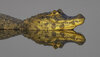  Yacare Caiman-04663-Edit.jpg