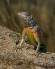 Greater earless lizard-1Y5A0357-Edit.jpg