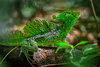 Green Basilisk Lizard.jpg