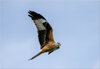 _DSC4321-DxO_DeepPRIME XD2s-1_Original ratio_1600x1099_U_100.jpg