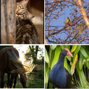 Wildlife