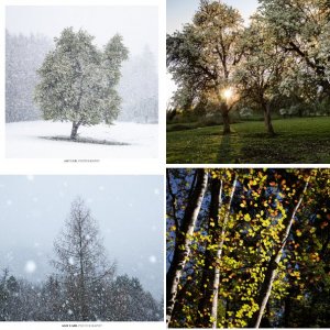 Trees