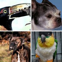 Domestic Animals