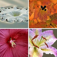 Fauna