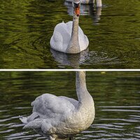 Wildlife