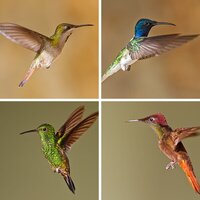 Hummingbirds