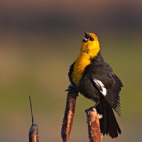 080502_mk3_4720 1214