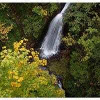 Fall Leaves at Shepperds Dell