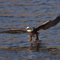 100106_50d_0453 Copy