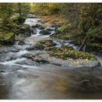 Sweet Creek Leaves
