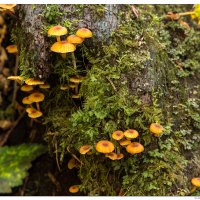 Mushroom Family