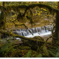 Sweet Creek Framed Falls