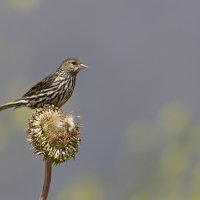 150805-1076-5DS- R Copy