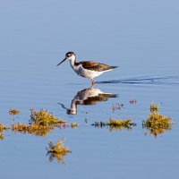 150920-1714-5DS- R As Smart Object-1 A Copy