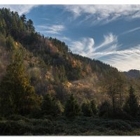 Sweet Creek Morning Mist