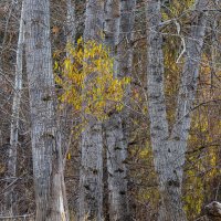 Last To Fall