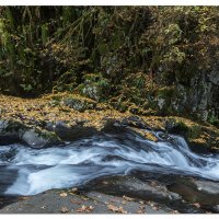 Sweet Creek Leaves and Rapids