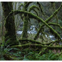 Winter in the Rain Forest